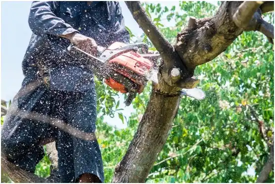 tree services Riner